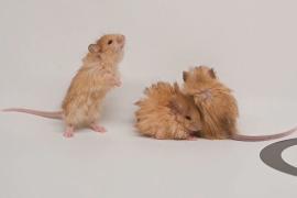 Модель матки и мыши с длинной шерстью: главные научные открытия 2025 года