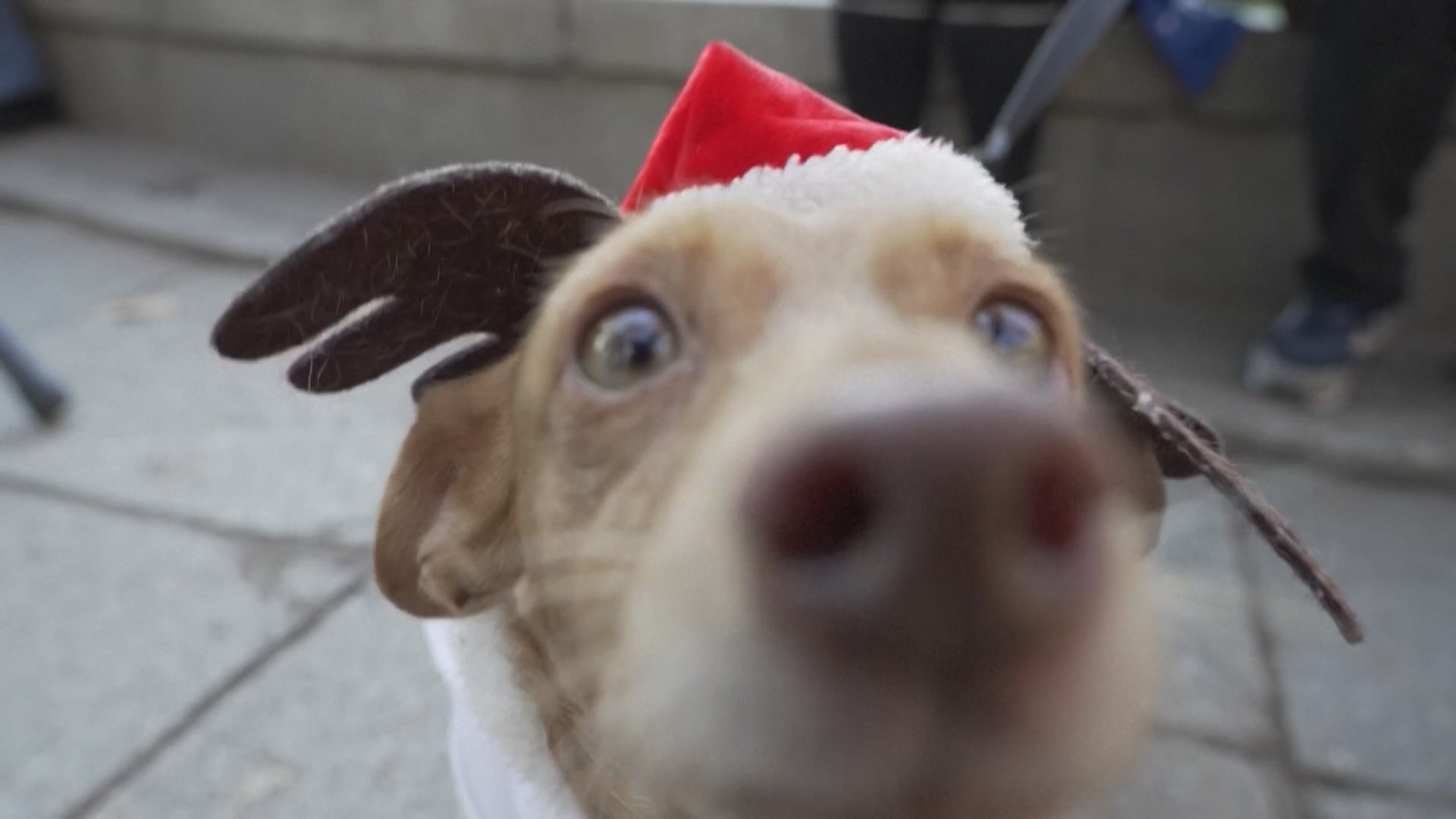 Десятки людей и собак прогулялись по центру Мадрида в преддверии Нового года Десятки людей и собак прогулялись по центру Мадрида в преддверии Нового года