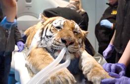 От КТ для хищных кошек до крыс-сапёров: что сделали люди и животные друг для друга в 2025 году