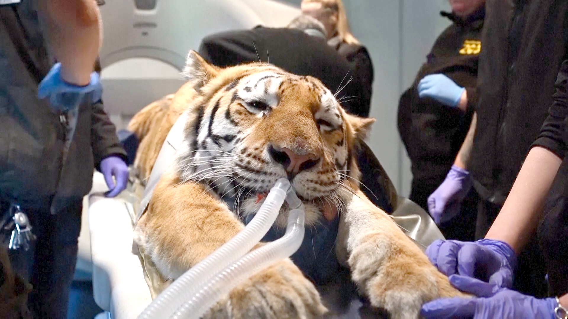 От КТ для хищных кошек до крыс-сапёров: что сделали люди и животные друг для друга в 2025 году От КТ для хищных кошек до крыс-сапёров: что сделали люди и животные друг для друга в 2025 году