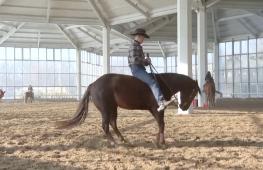 Представители конного спорта в Китае надеются на бум в год Лошади