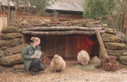 Пингвины, львы и капибары: в Лондонском зоопарке пересчитывают животных