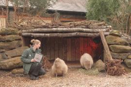 Пингвины, львы и капибары: в Лондонском зоопарке пересчитывают животных