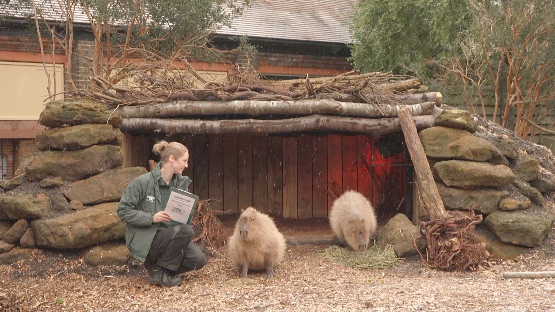 Пингвины, львы и капибары: в Лондонском зоопарке пересчитывают животных Пингвины, львы и капибары: в Лондонском зоопарке пересчитывают животных