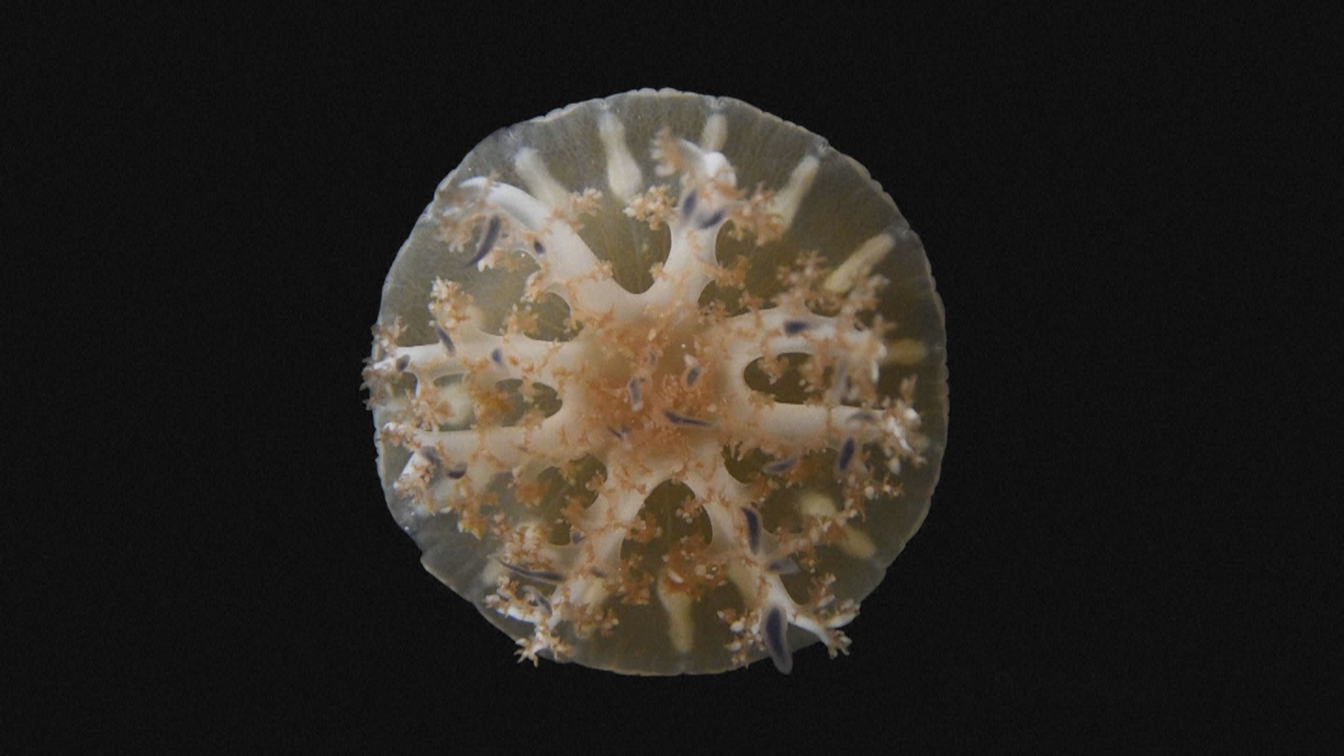 Медузы спят подобно людям, несмотря на отсутствие мозга Медузы спят подобно людям, несмотря на отсутствие мозга