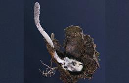 Гриб-зомби и орхидея-обманщица: учёные назвали самые интересные новые виды, описанные в 2025 году