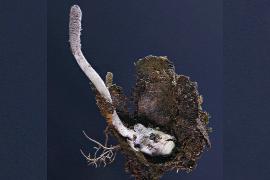 Гриб-зомби и орхидея-обманщица: учёные назвали самые интересные новые виды, описанные в 2025 году