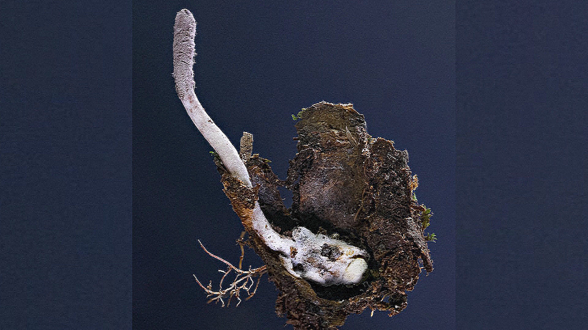 Гриб-зомби и орхидея-обманщица: учёные назвали самые интересные новые виды, описанные в 2025 году Гриб-зомби и орхидея-обманщица: учёные назвали самые интересные новые виды, описанные в 2025 году