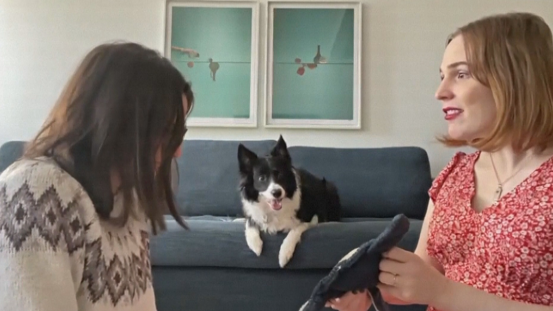 Собаки могут подслушивать и запоминать названия новых предметов Собаки могут подслушивать и запоминать названия новых предметов