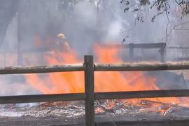 Лесные пожары в Австралии: один погибший