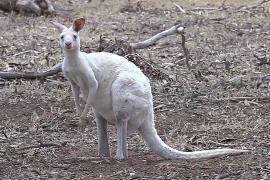 Редких белых кенгуру выставили на продажу в австралийском зоопарке