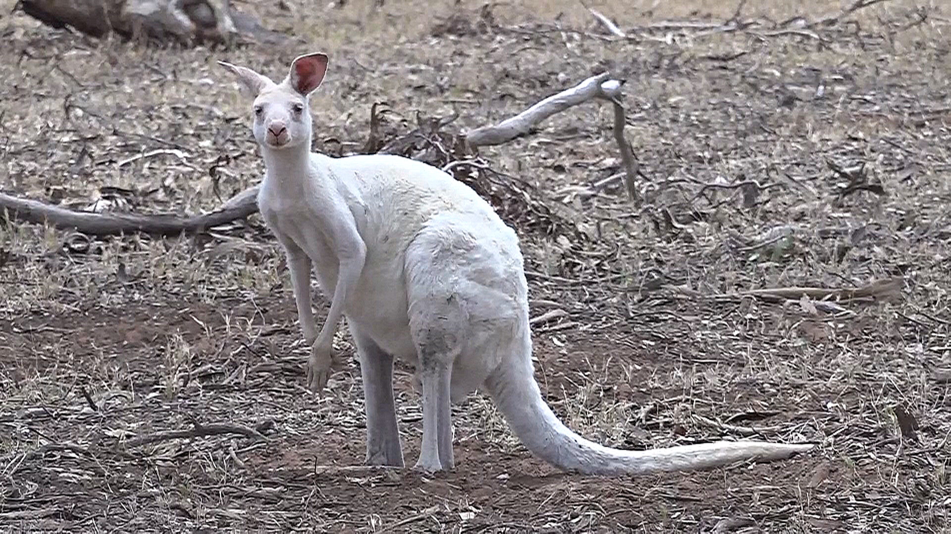 Редких белых кенгуру выставили на продажу в австралийском зоопарке
