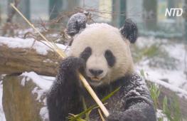 Как панды резвятся в снегу в Вене