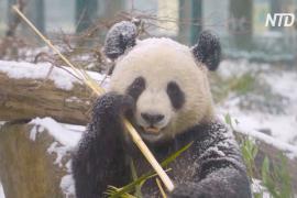 Как панды резвятся в снегу в Вене