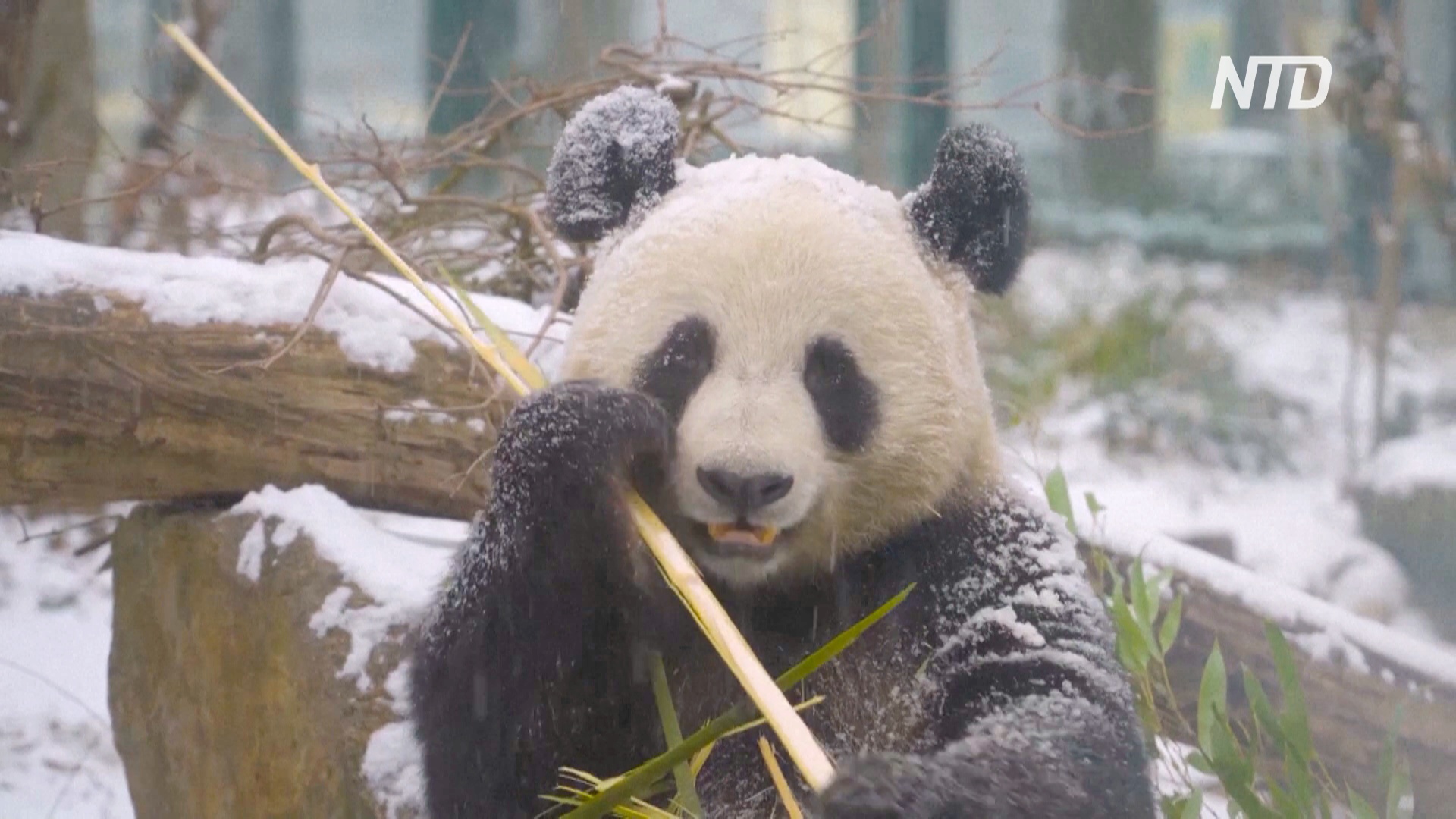 Как панды резвятся в снегу в Вене