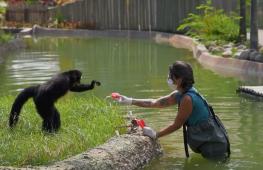 В зоопарке в Рио-де-Жанейро животных угощают замороженными соками