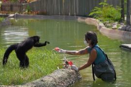 В зоопарке в Рио-де-Жанейро животных угощают замороженными соками