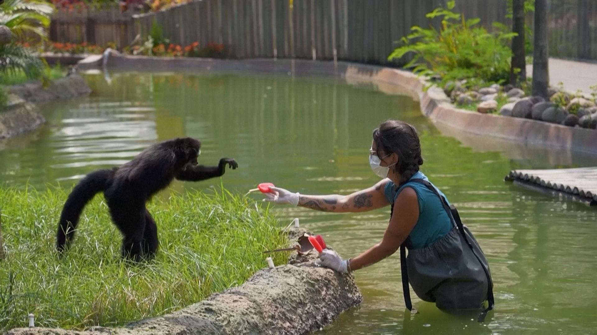 В зоопарке в Рио-де-Жанейро животных угощают замороженными соками В зоопарке в Рио-де-Жанейро животных угощают замороженными соками