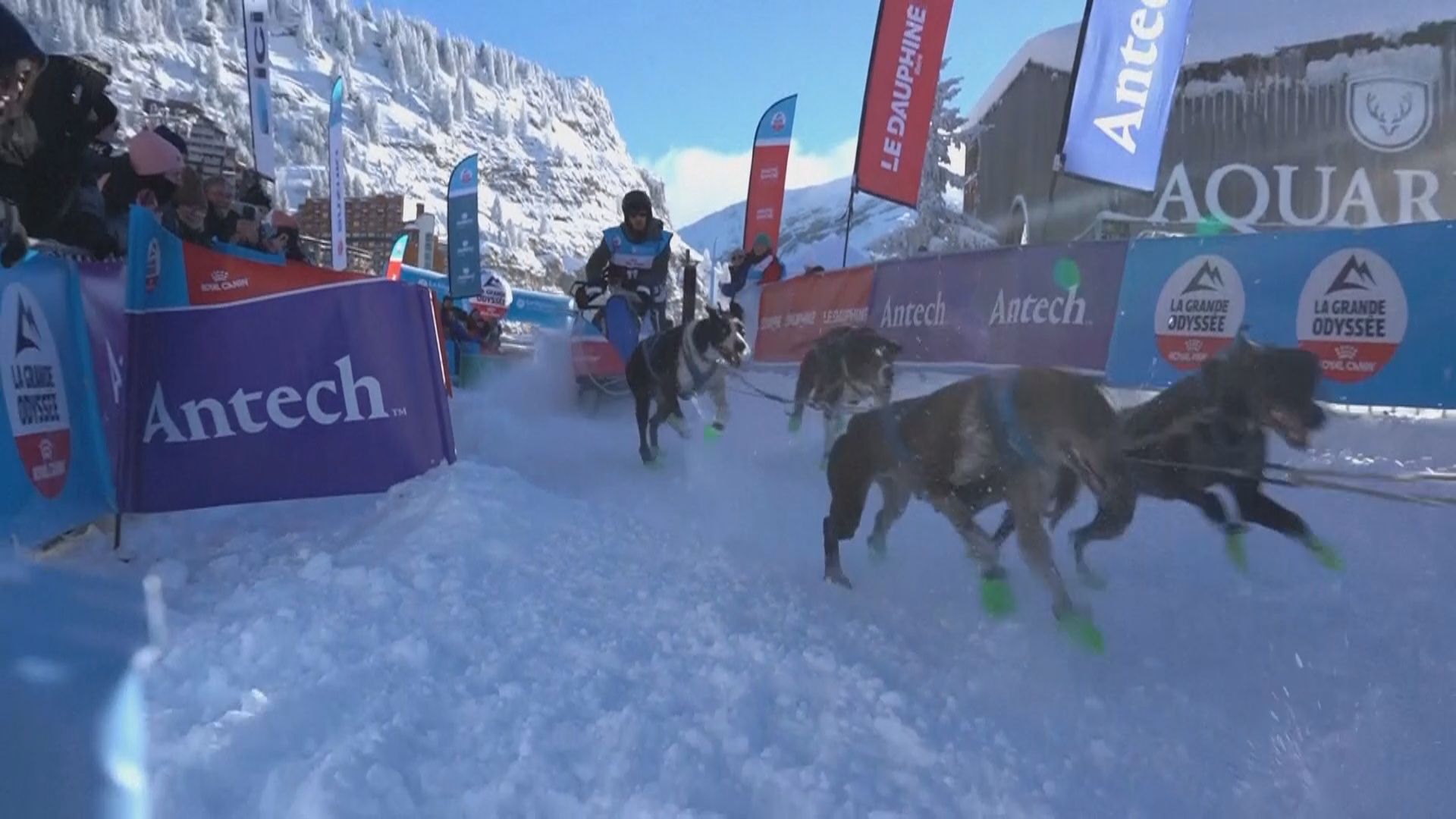 Самая сложная в Европе гонка на собачьих упряжках проходит в Альпах