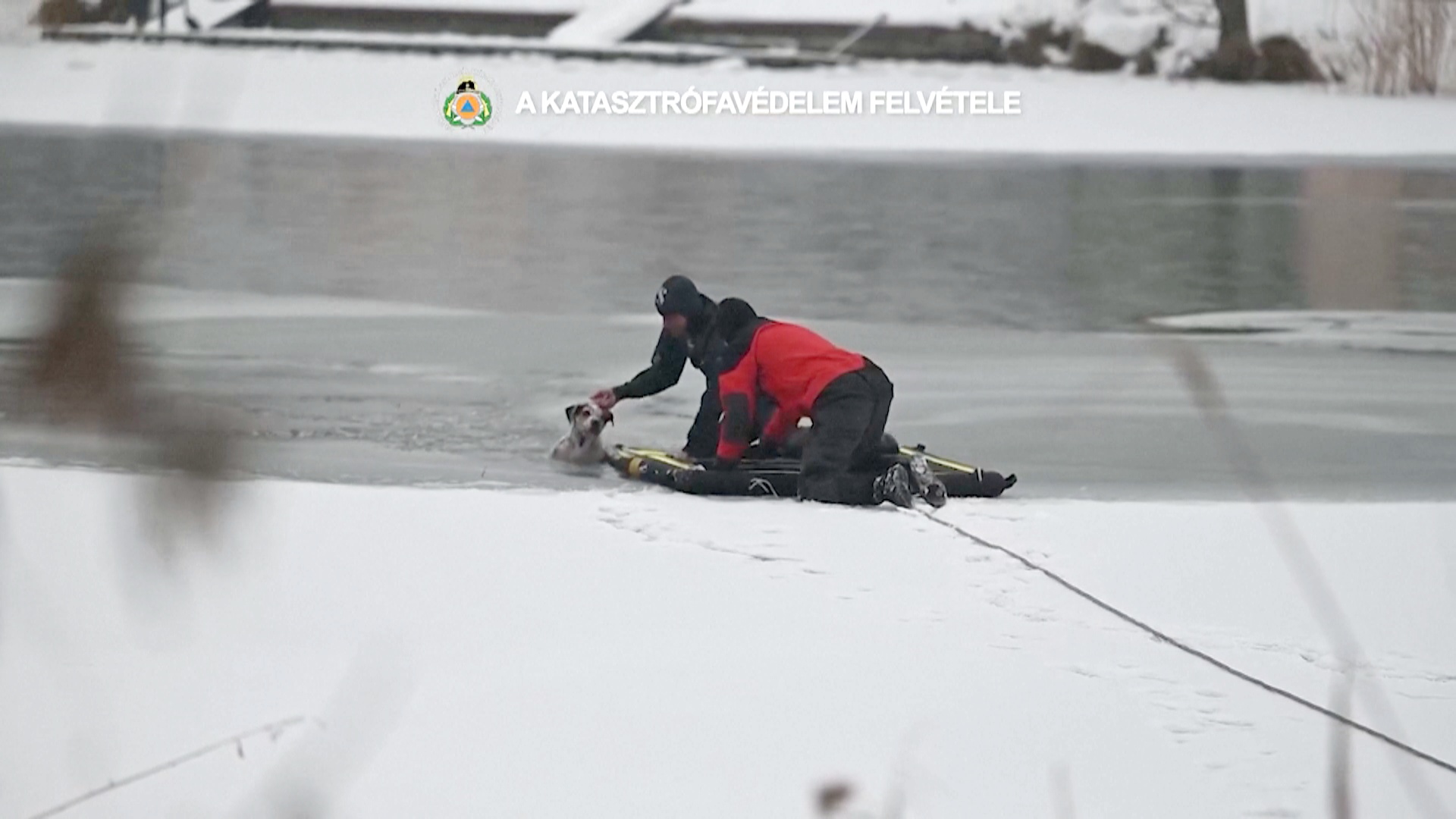 В Будапеште спасатели вытащили собаку из покрытого льдом Дуная