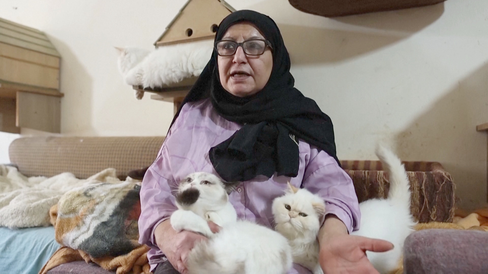 Ливанка держит 70 кошек и не бросила их даже во время обстрелов Ливанка держит 70 кошек и не бросила их даже во время обстрелов