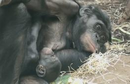 Во Франкфуртском зоопарке подрастает детёныш редкой обезьяны бонобо