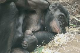 Во Франкфуртском зоопарке подрастает детёныш редкой обезьяны бонобо