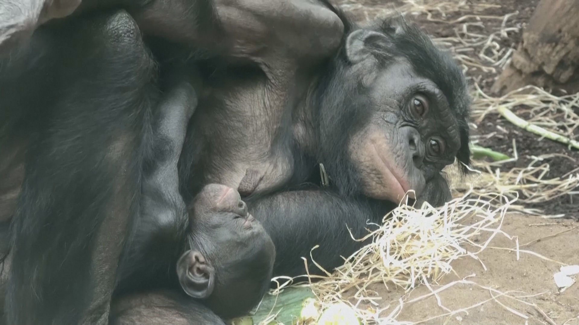 Во Франкфуртском зоопарке подрастает детёныш редкой обезьяны бонобо Во Франкфуртском зоопарке подрастает детёныш редкой обезьяны бонобо
