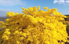 Великолепное цветение гуаяканов привлекает туристов на юг Эквадора