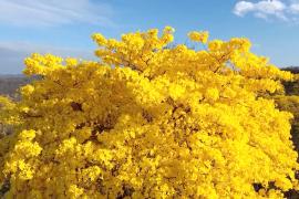 Великолепное цветение гуаяканов привлекает туристов на юг Эквадора