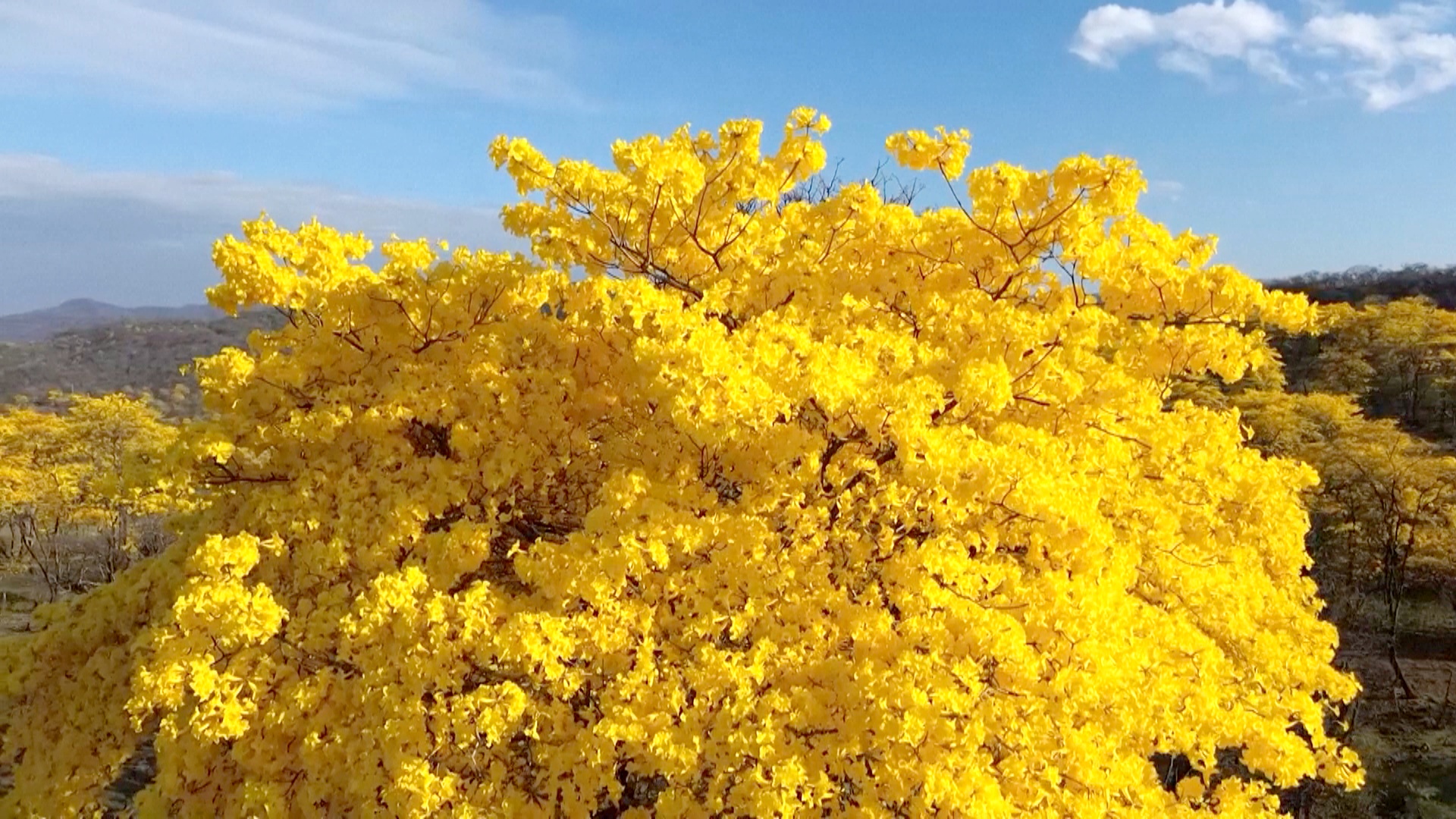 Великолепное цветение гуаяканов привлекает туристов на юг Эквадора