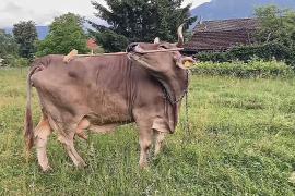 Австрийская корова сознательно использует метлу, чтобы почесать бока