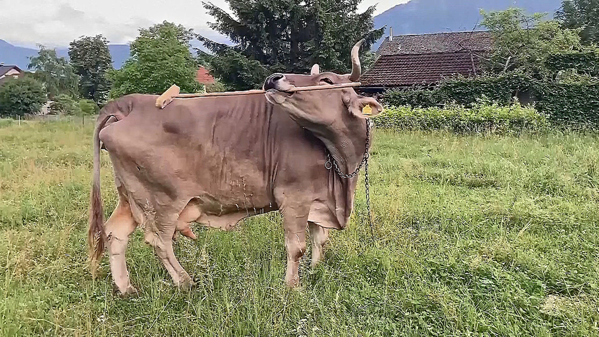 Австрийская корова сознательно использует метлу, чтобы почесать бока