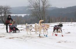 Сложная гонка на собачьих упряжках прошла в Чехии