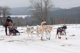 Сложная гонка на собачьих упряжках прошла в Чехии