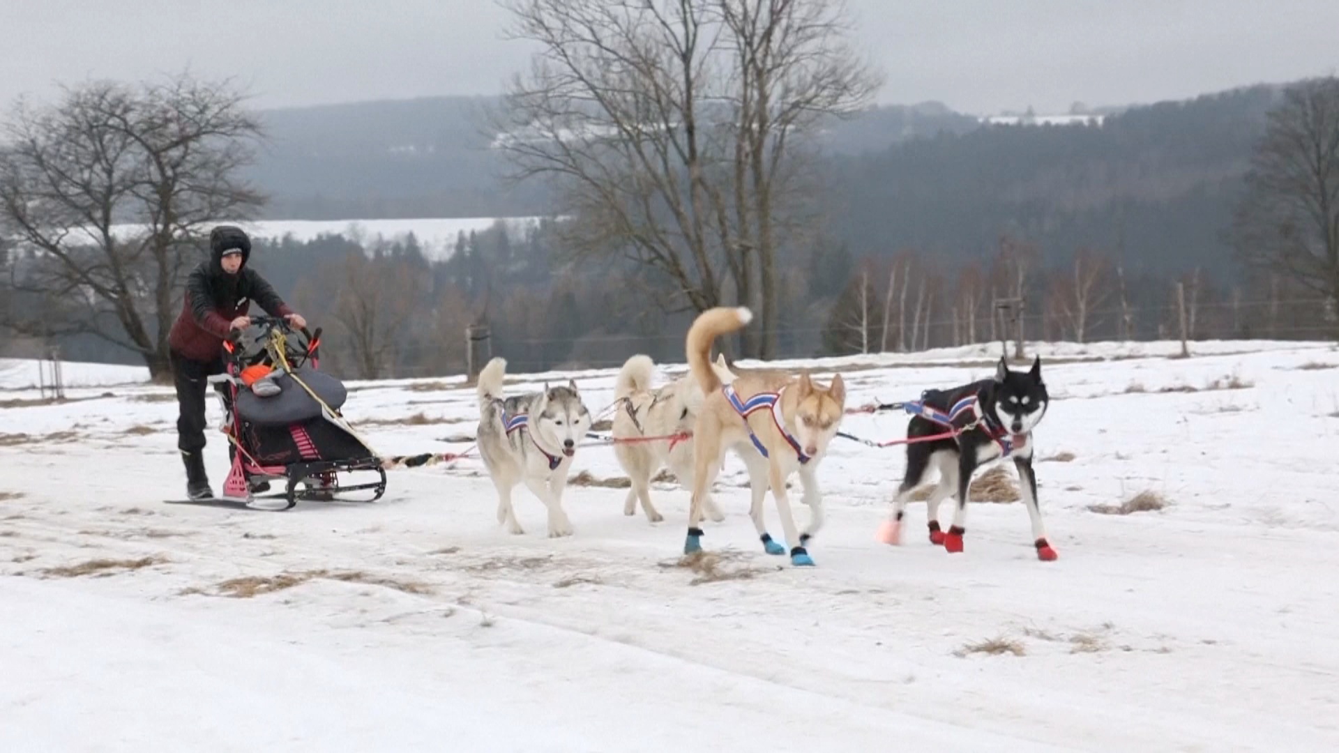 Сложная гонка на собачьих упряжках прошла в Чехии Сложная гонка на собачьих упряжках прошла в Чехии