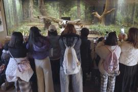 Японцы с грустью прощаются с пандами в зоопарке в Токио