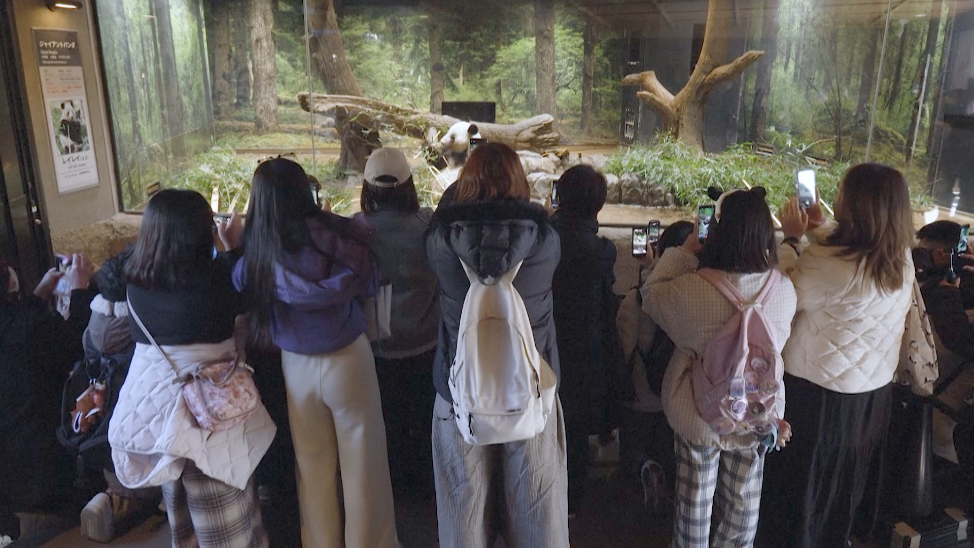 Японцы с грустью прощаются с пандами в зоопарке в Токио Японцы с грустью прощаются с пандами в зоопарке в Токио