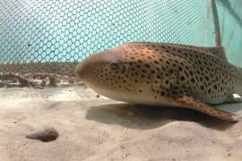 В Таиланде редких зебровых акул разводят и выпускают их в океан