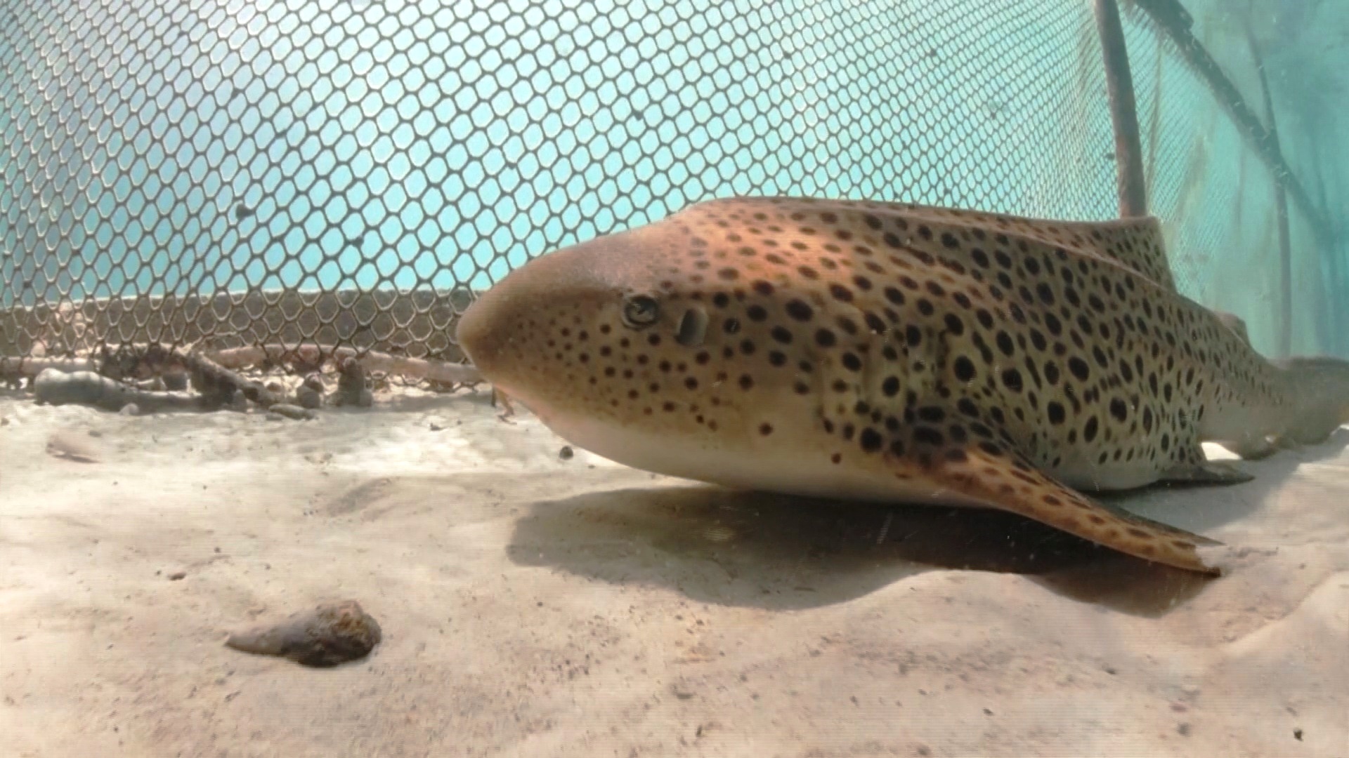 В Таиланде редких зебровых акул разводят и выпускают их в океан