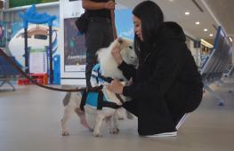 Собаки-терапевты эмоционально поддерживают пассажиров в аэропорту в Мексики