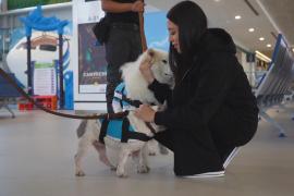 Собаки-терапевты эмоционально поддерживают пассажиров в аэропорту в Мексики