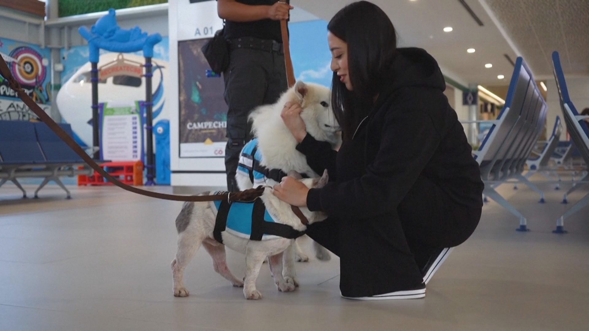 Собаки-терапевты эмоционально поддерживают пассажиров в аэропорту в Мексики