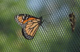 Учёные отслеживают маршруты миграции бабочек-монархов с помощью радиопередатчиков