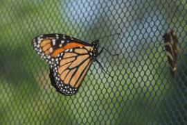Учёные отслеживают маршруты миграции бабочек-монархов с помощью радиопередатчиков