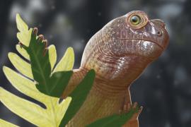 Миниатюрный череп парарептилии раскрывает секреты додинозавровой экосистемы в Бразилии