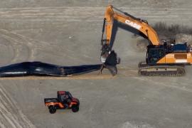 На израильском пляже обнаружили тушу крупного кашалота