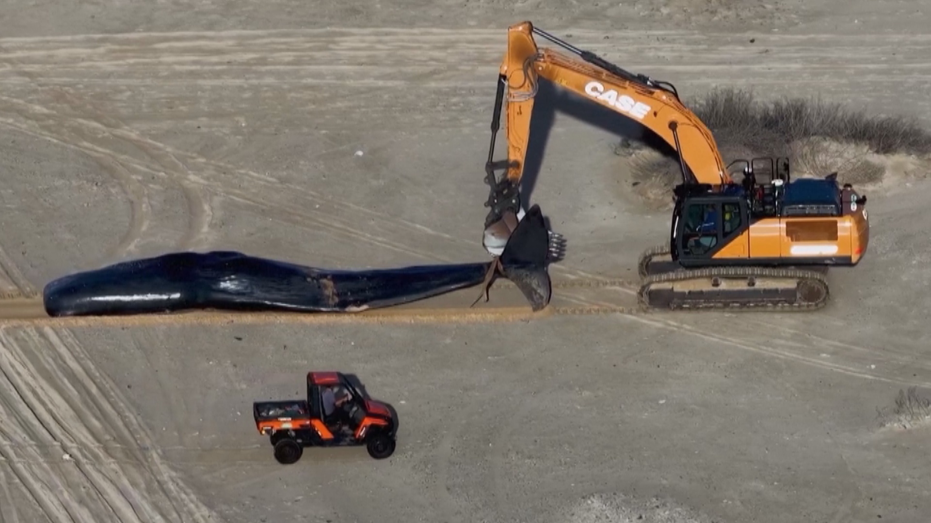 На израильском пляже обнаружили тушу крупного кашалота