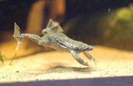 В Честерском зоопарке в Англии размножаются амфибии, которые вынашивают потомство на спине