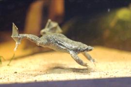 В Честерском зоопарке в Англии размножаются амфибии, которые вынашивают потомство на спине